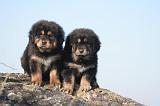 DOGUE DU TIBET 431